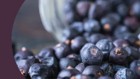 A close shot of juniper berries spilled over a wooden surface