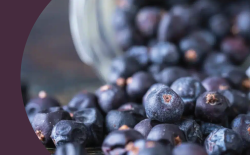 A close shot of juniper berries spilled over a wooden surface