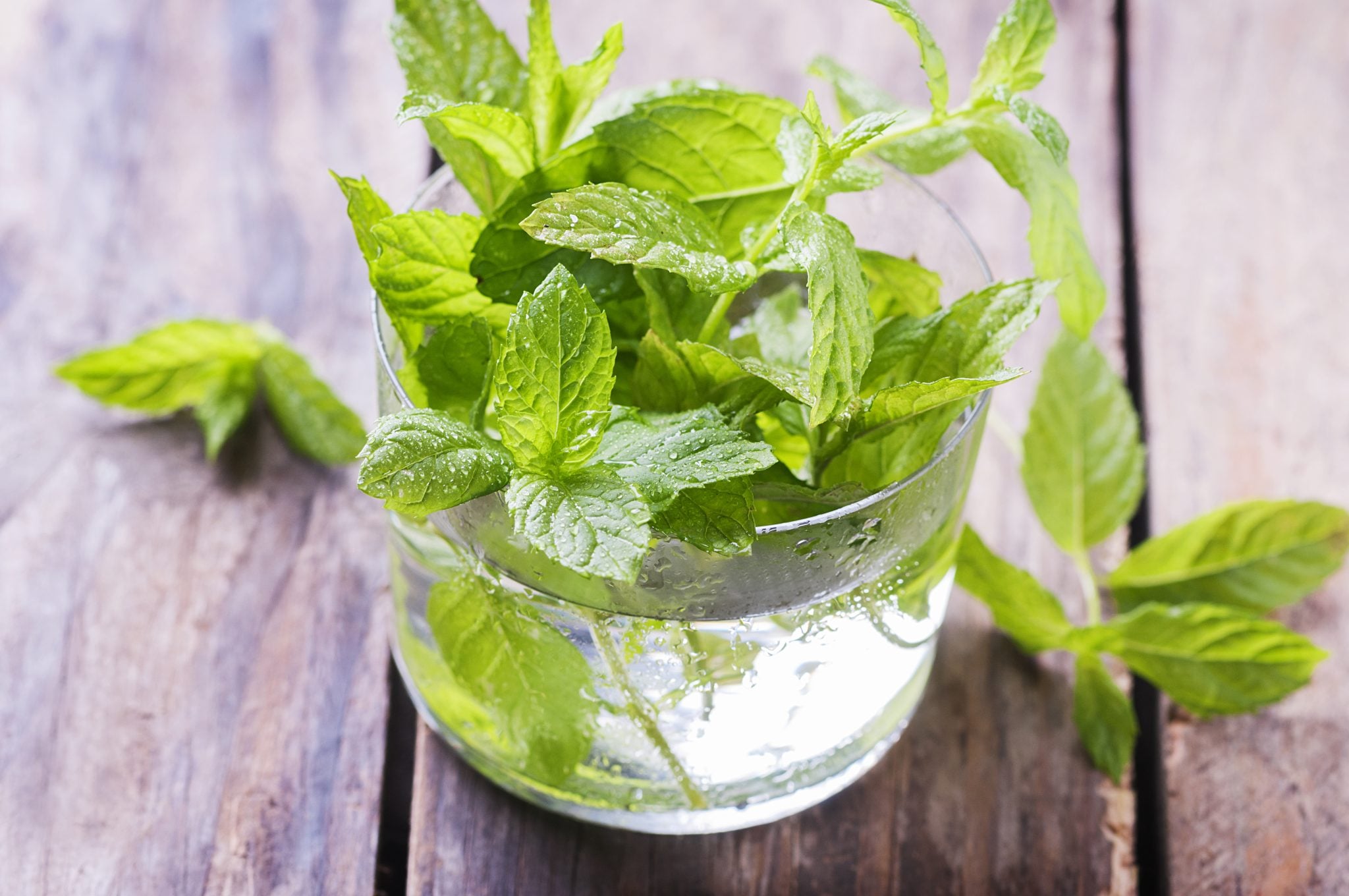 A close shot of a mint sprig bouquet in a glass with warm water