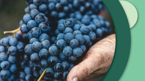 Person holding grapes used for Lambrusco production