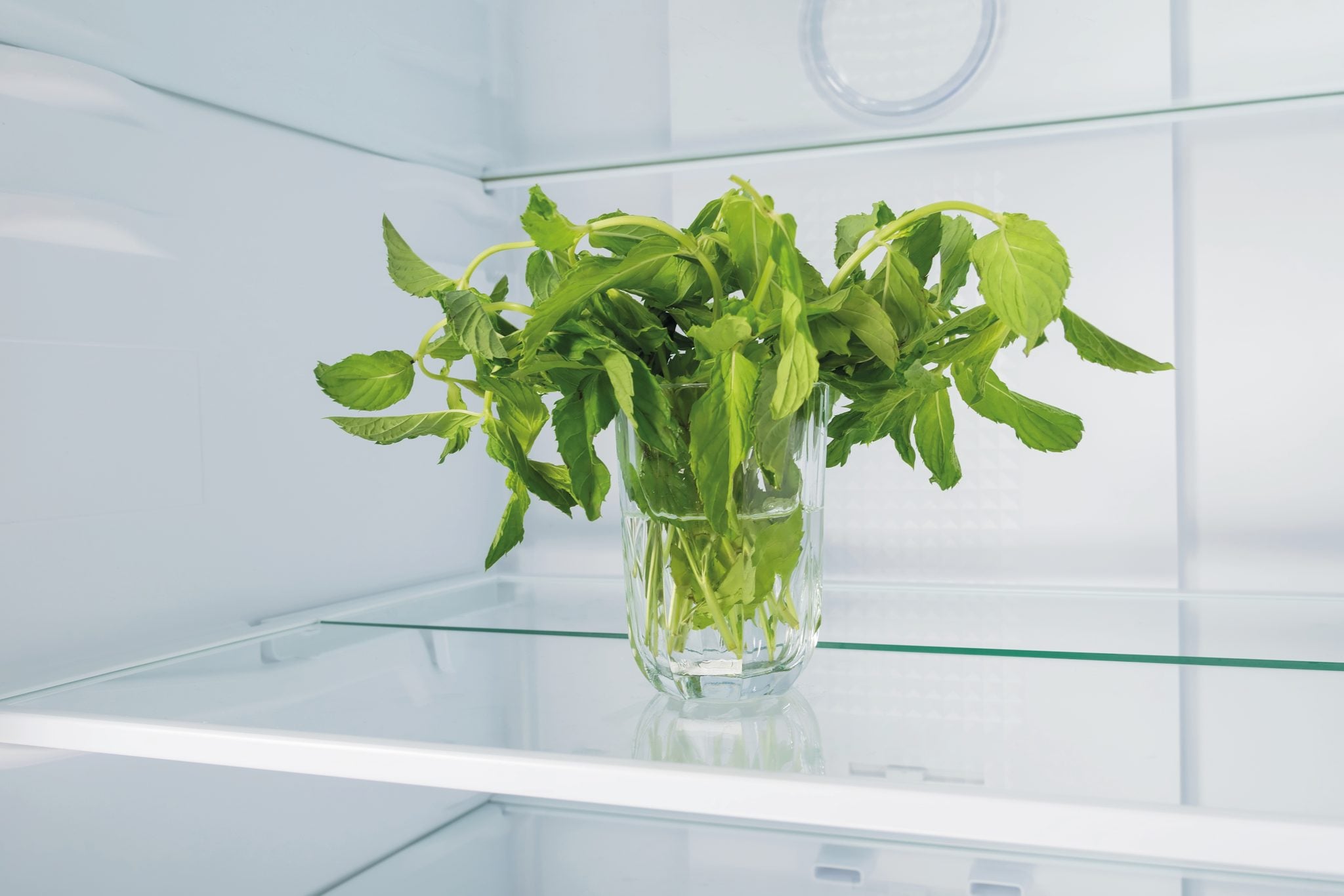A shot of a uncovered wilted mint in a glass stored in the fridge