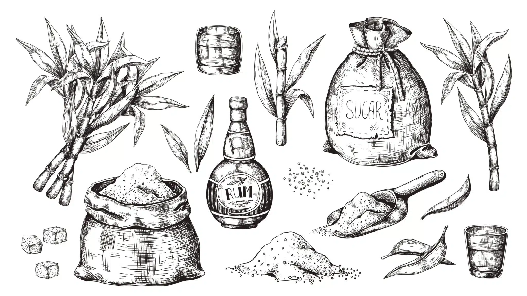 A sketch showing parts of rum making: sugarcane plants, a glass and bottle of rum, sugar bag, scoop of sugar, and loose sugar cubes.