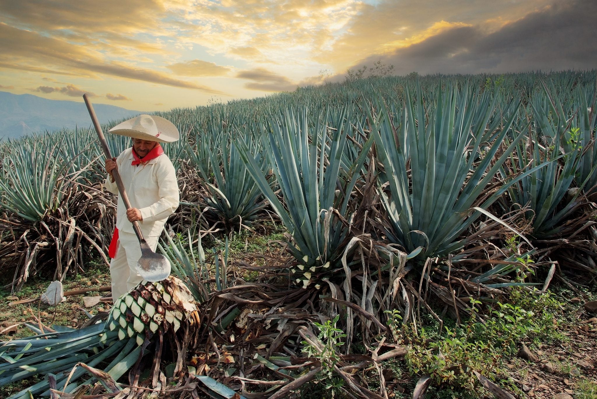 Tequila Fields